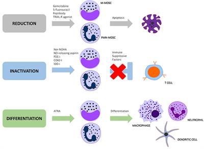 Translational Potential of Therapeutics Targeting Regulatory Myeloid Cells in Tuberculosis